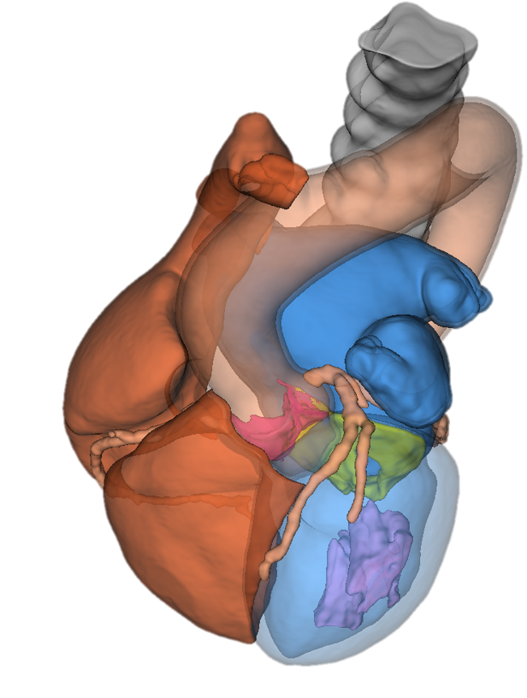 Cardio4D Heart Model